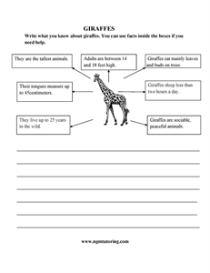 Picture of Writing: Giraffes